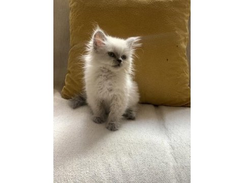 Blue point british longhair