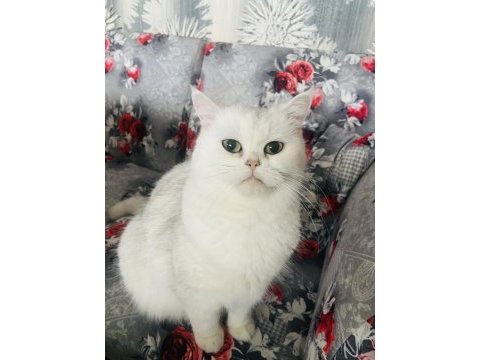 Lisa kızım scottish straight