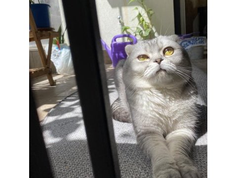 Scottish fold (erkek) – yeni yuvasını arıyor