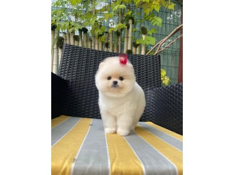 Efsane dişi pomeranian