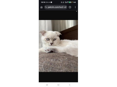 Uysal scottish fold kızım