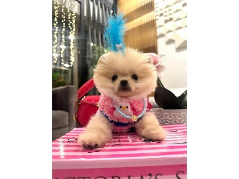 Evinize mutluluk getirecek minicik yavru köpekler
