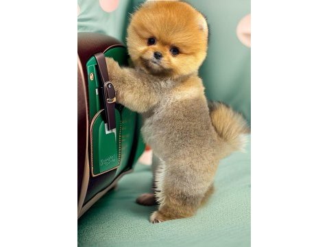 Orange dark ayı surat pomeranian boo 2 aylık erkek yavru