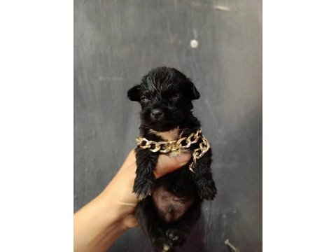 Terrier yavrular