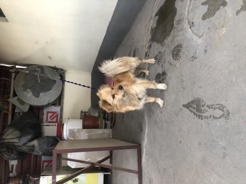 Pomeranian 1 numara tuvalet eğimi var