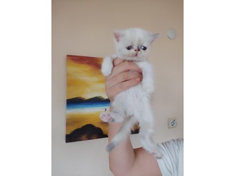 Persian bebeklerimizi sahiplendirmek