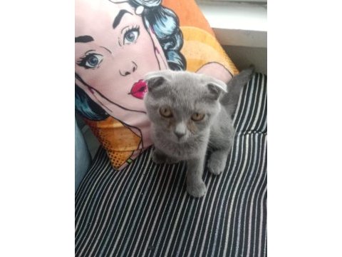 Sahiplendirilecek scottish fold
