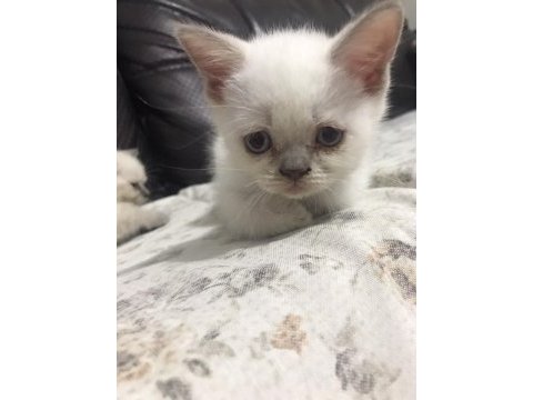 Orijinal erkek 2 aylık british shorthair