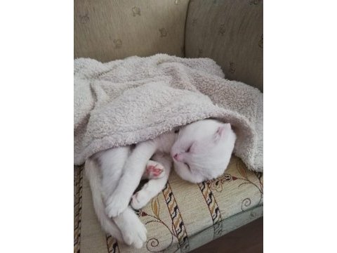 Ücretsiz scottish fold 2 yaşında kısır değil