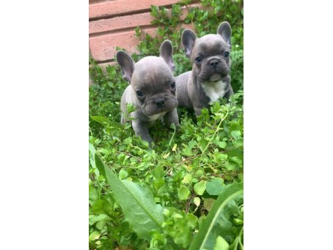Blue bir dişi ve bir erkek french bulldog