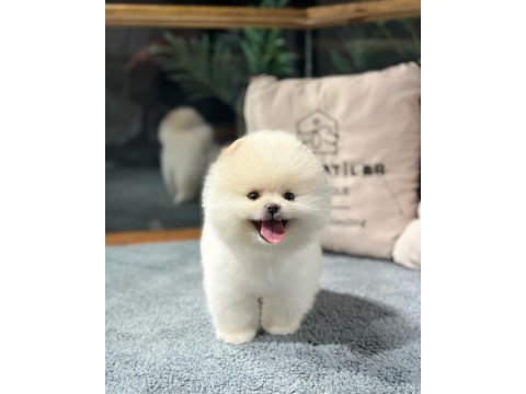 Premium pomeranian yavrular sağlık garantili