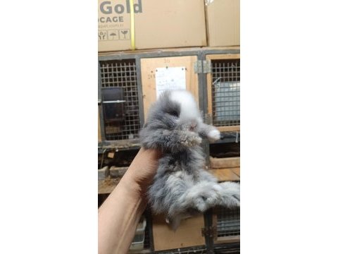 Hollanda lop tavşanlar