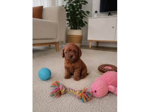 Teacup orjinal kore poodle bebekler