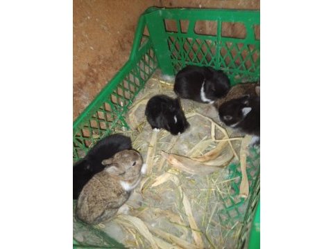 Orijinal netherland dwarf cüce tavşan