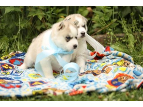 Husky yavruları