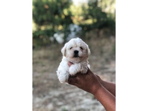0 numara tüy yumağı sağlık ve ırk garantili maltese