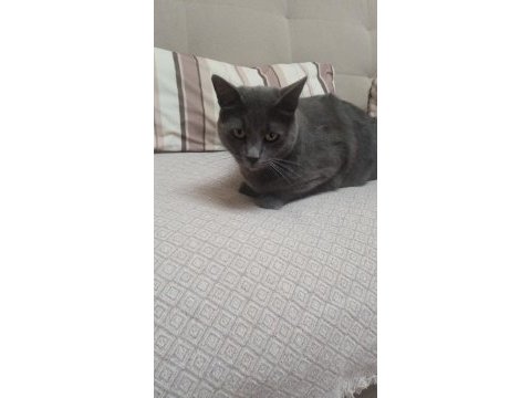 Russian blue kedimiz oyun canlısı