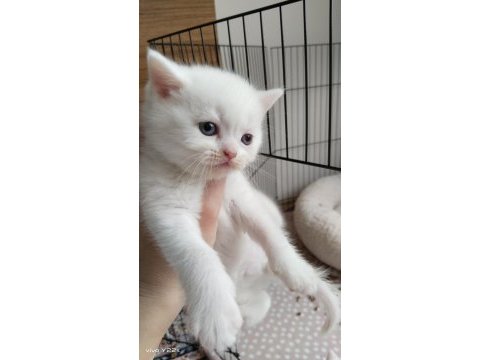 British shorthair özel seri mavi gözlü