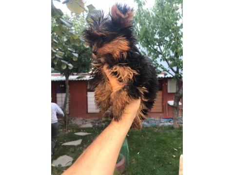 Terrier yorkshire yavrularımız tüm illere