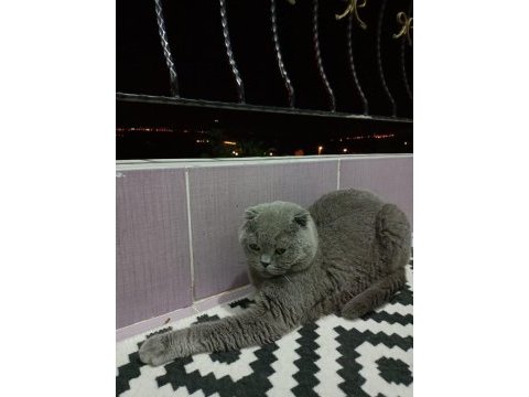 Acil sahiplendirme scottish fold takas olur