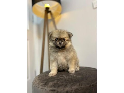 41 günlük pomeranian yavrularımız anne baba orjinal