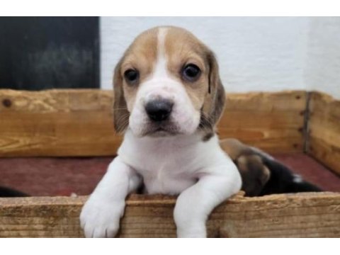 Beagle yavrularımız ırk garantilidir