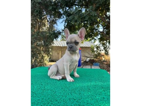 Aa french bulldog yavrularimiz