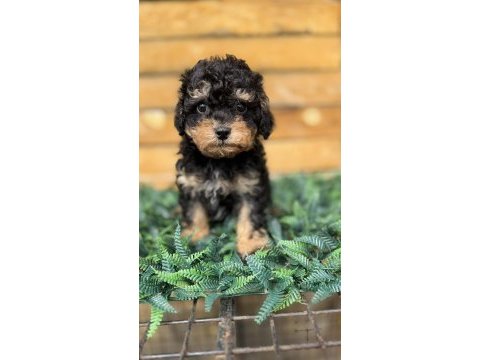 Özel renk phantom toy poodle yavrusu