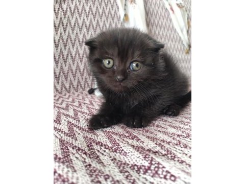 Siyah scottish fold dişi yavru