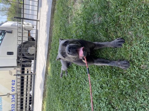 Dişi yaşında blue cane corso