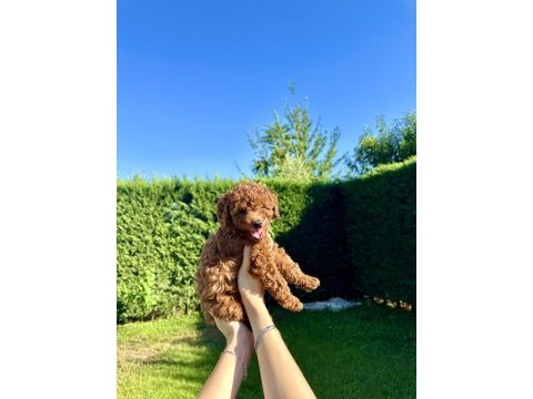En güzel toy poodle bebeklerimiz