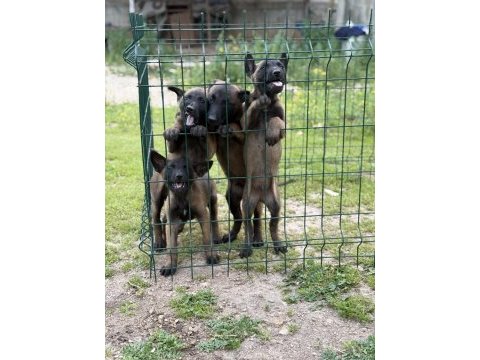 Belçika malinois 57 günlük