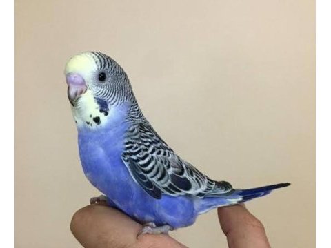 Ele gelen ısırmayan akıllı yavru muhabbet kuşu