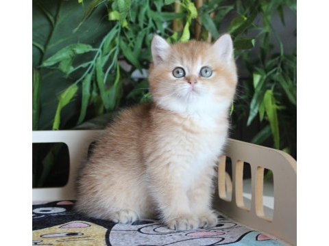 Safkan oyuncu dişi brıtısh shorthaır hemen teslim