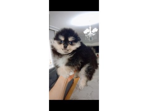 Pomeranian boo black tan köpeğimiz