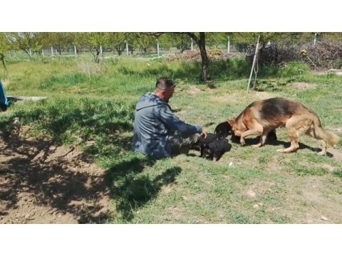 Alman çoban köpeği yavrularımız