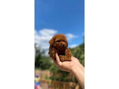 Teacup poodle yavrumuz