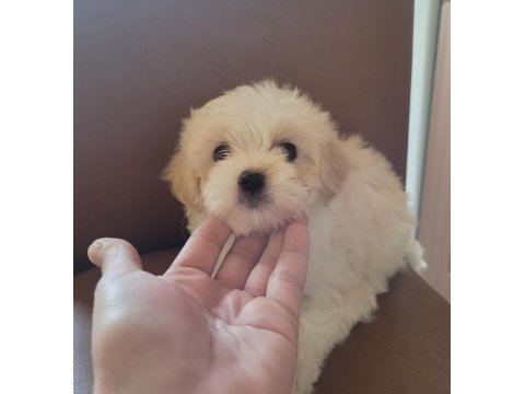 Maltipoo dişi ve erkek yavrular