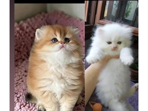 Safkan british longhair yavrular