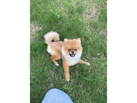 Pomeranian 11 aylık
