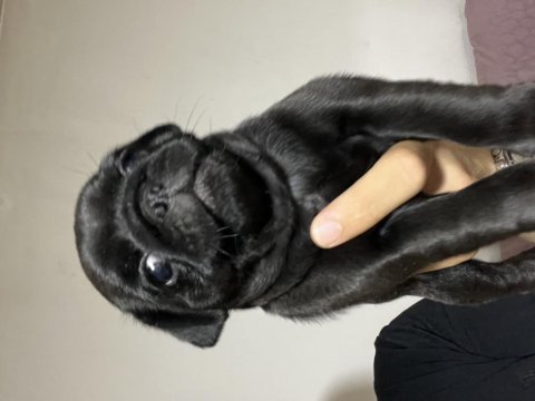 Erkek pug mops yavrusu