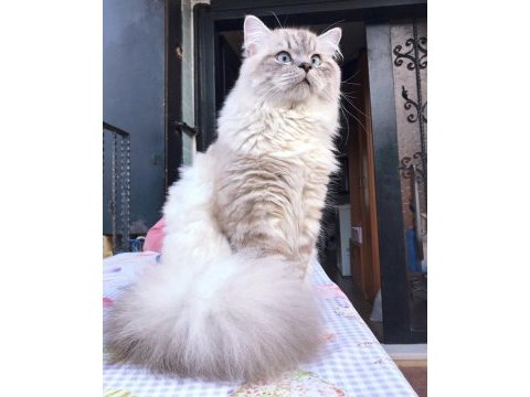 Erkek british longhair kedime dişi eş arıyorum