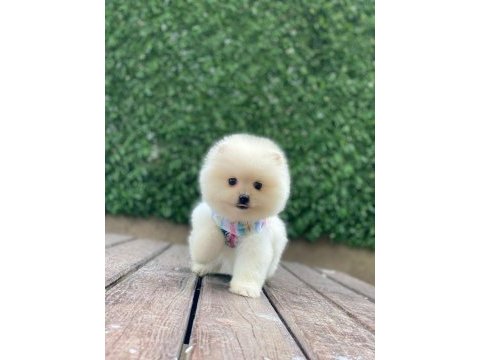 Yeni evlerine gitmeye hazır pomeranian yavruları