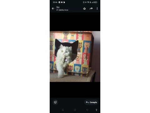 Sevimli british longhair kediler