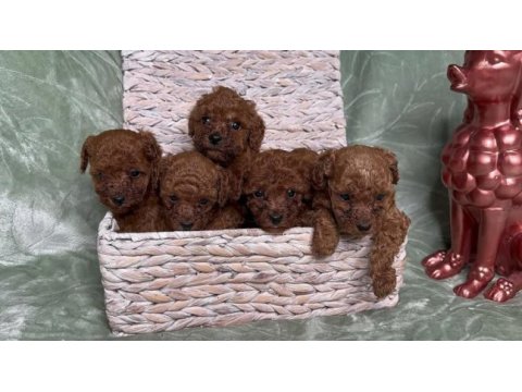 Eğitimli sosyal toy poodle yavrular