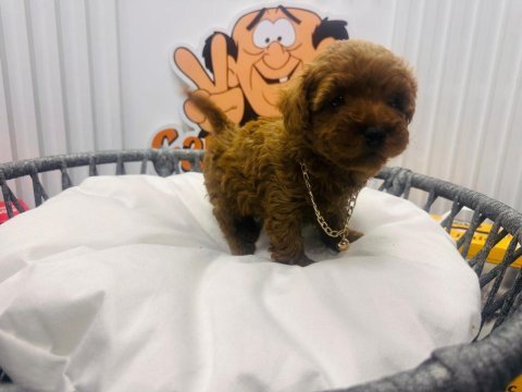 Red brown 2 aylik toy poodle yavrularımız