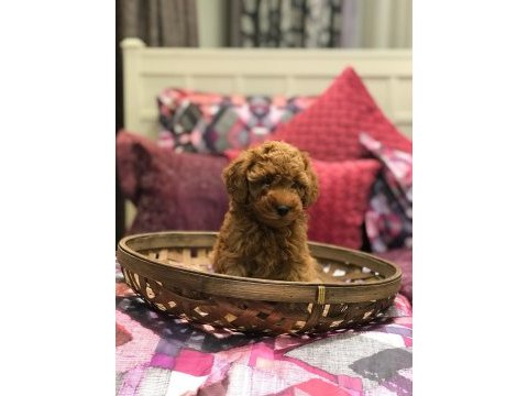 Red brown toy poodle yavrularım 