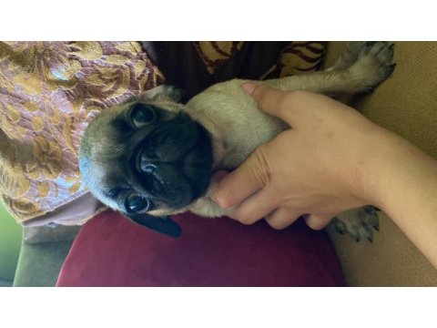 Oyuncu pug köpeği