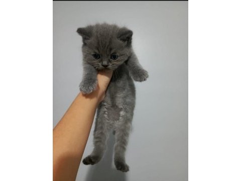 40 günlük scottish fold