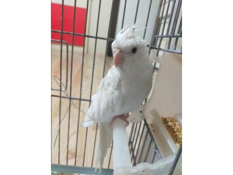 Yeni yeme düşen albino kırmızı göz sultan papağanı